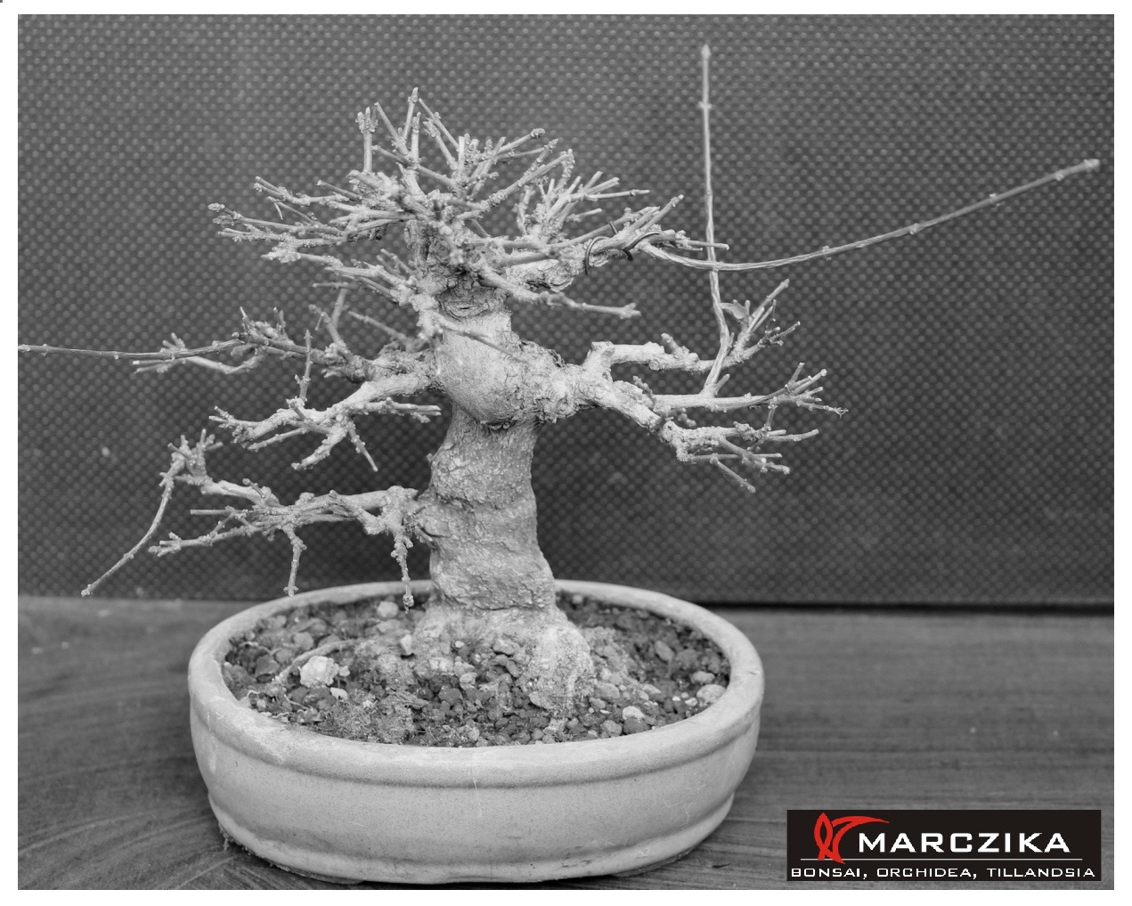 bonsai átültetés előtti állapotban, premna japonica, shohin bonsai Bonsai átültetés előtti állapotban látható a shohin méretű bonsai, Shohin Premna japonica.